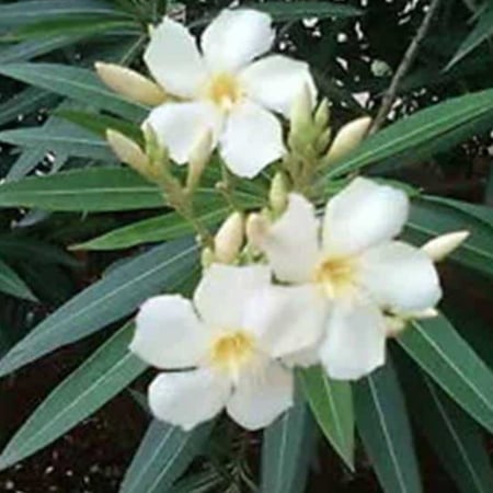 بذور شجرة الدفلى - الدفلة الابيض  (Pinkish white oleander)
