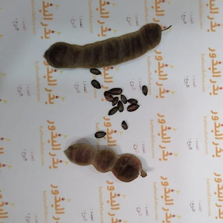 بذور كاسيا جلوكا ( Cassia glauca )