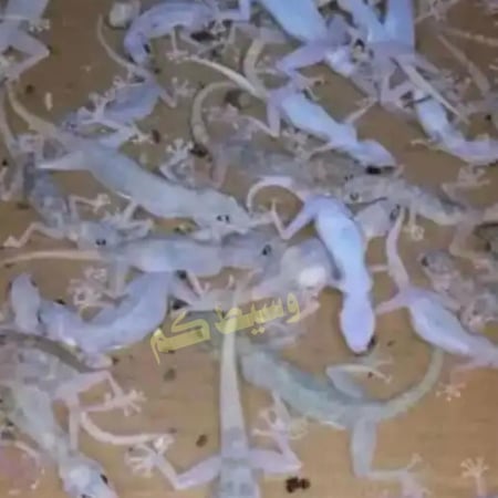 قاتل الوزغ والزواحف / سم الوزغ / طعم الوزغ