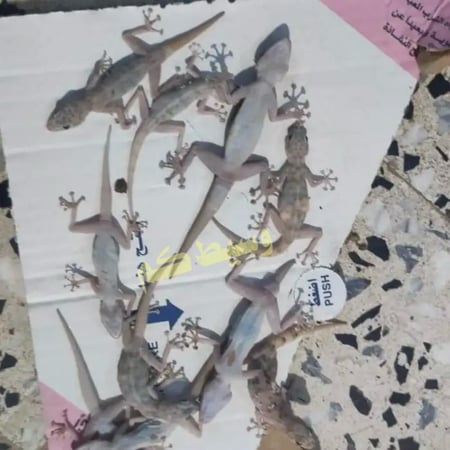 قاتل الوزغ والزواحف / سم الوزغ / طعم الوزغ