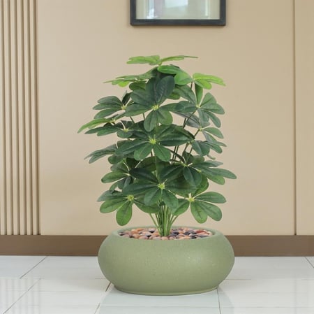 شتلة ياسمين 24 فرع حوض فيبر بيضاوي مقاس 100 سم - متعددة الألوان