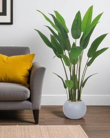 شجرة عصفور الجنة