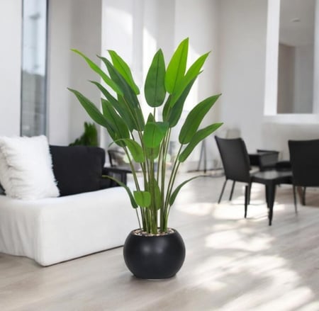 شجر ورق عصفور الجنة حوض بلاستيك