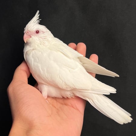 فرخ كروان البينو