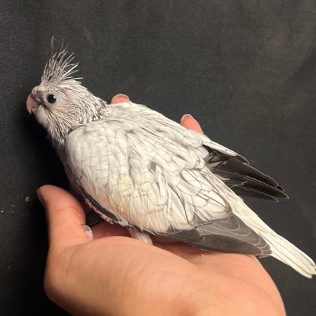 فرخ كروان هولندي فراشه