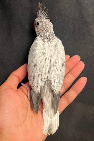 فرخ كروان هولندي فراشه