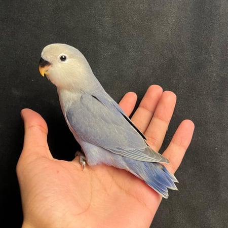 فرخ روز فايلوت اوبلاين