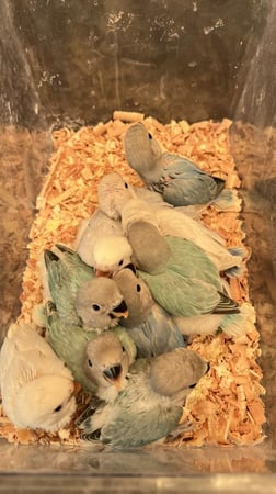 فرخ روز الوان متعدده