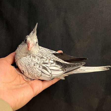 فرخ كروان هولندي فراشه