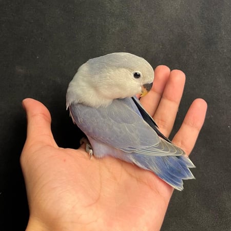 فرخ روز فايلوت اوبلاين