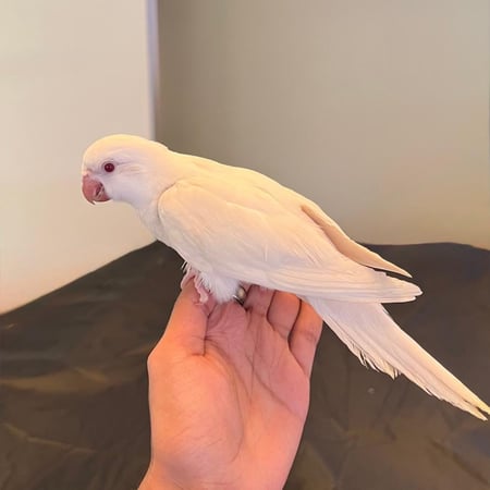 كويكر البينو