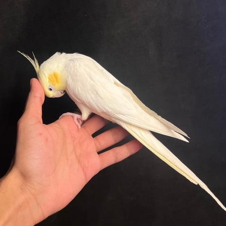 كروان باستيل فيس