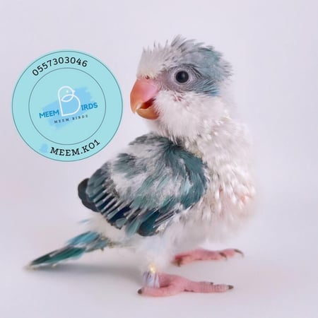 فرخ كويكر دايلوت