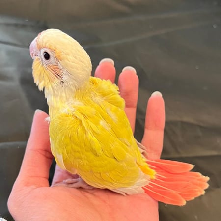 فرخ كنيور صن شيك