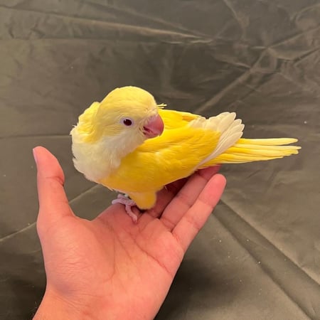 فرخ كويكر لاتينو