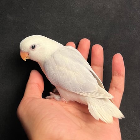 فرخ روز بلد اوبلاين