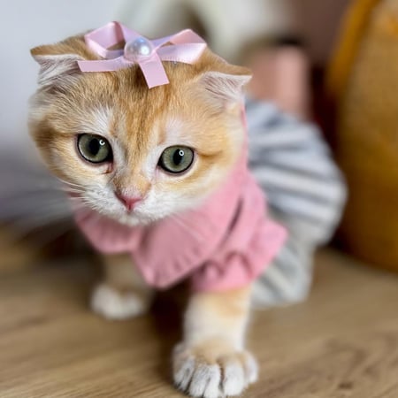 قطط سكوتش فولد للبيع في السعودية بيع قطط في مكة قطط الرياض  قطط للبيع