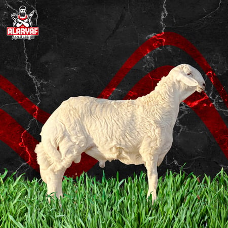 خروف حري وزن 26 كيلو  - مركز الارياف للحوم