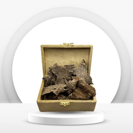 عود قواقع غابات فيتنامي طبيعي