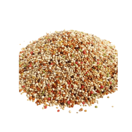 حب طيور الحمام