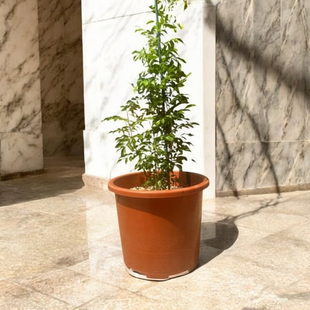 مورايا عثكولية Murraya paniculata
