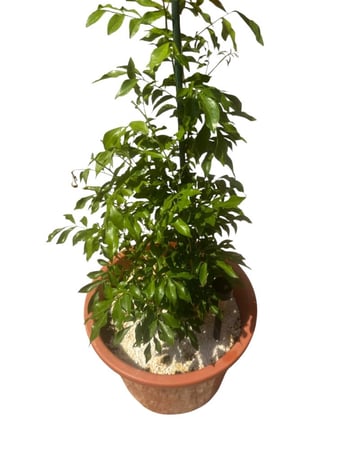مورايا عثكولية Murraya paniculata