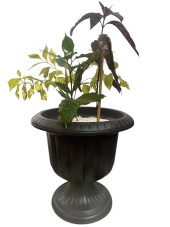 بارتشيا اخضر واحمر ودورانتا اصفر  Pseuderanthemum carruthersii