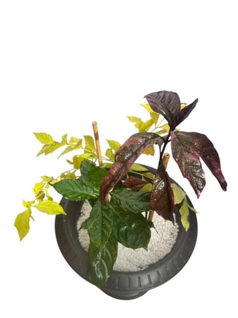 بارتشيا اخضر واحمر ودورانتا اصفر  Pseuderanthemum carruthersii