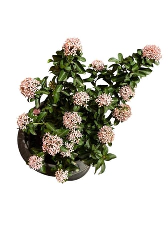 اكزورا نانا lxora coccinea