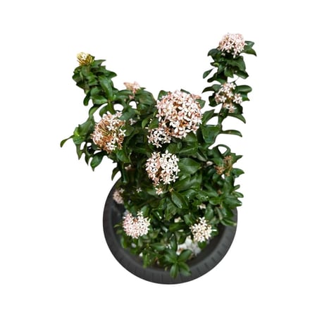 اكزورا نانا lxora coccinea