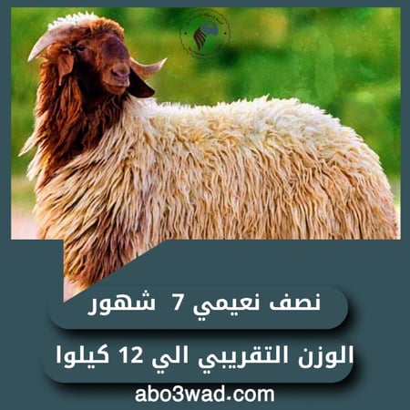 نصف نعيمي - 7 أشهُر