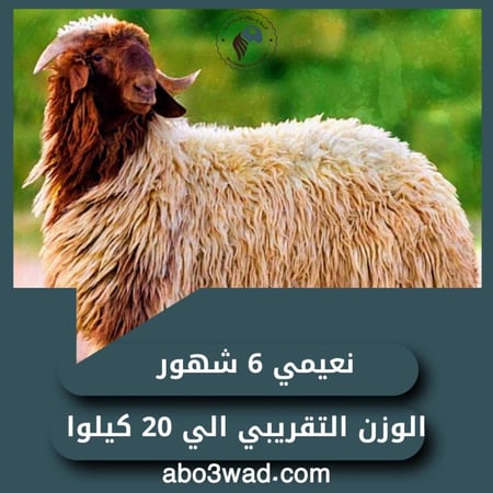 نعيمي - 6 أشهُر