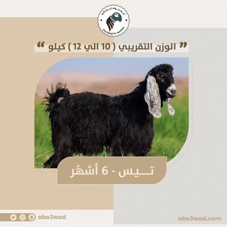 تيس - 6 أشهُر