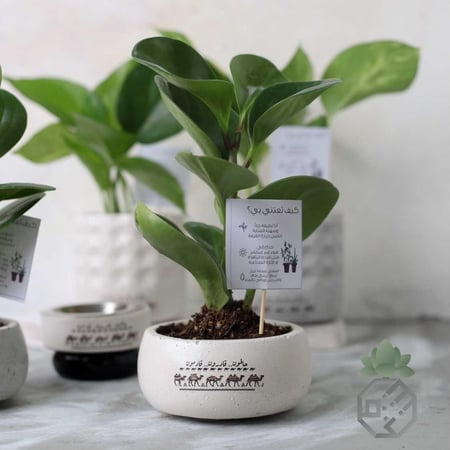 اصيص الطموح دائري