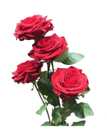 زيت عطري برائحة الورد الاسطنبولي