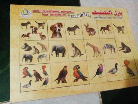 بازل التصنيف ( حيوانات اليفية - حيوانات غير أليفة - طيور)