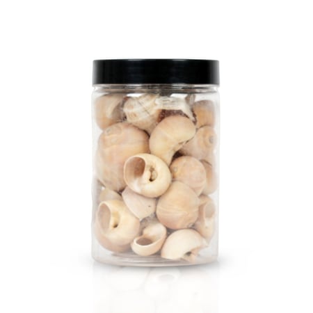 مجموعة أصداف البحر حلزونية باللون البيج  للديكور المنزلي و الحرف اليدوية