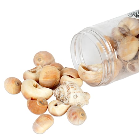 مجموعة أصداف البحر حلزونية باللون البيج  للديكور المنزلي و الحرف اليدوية