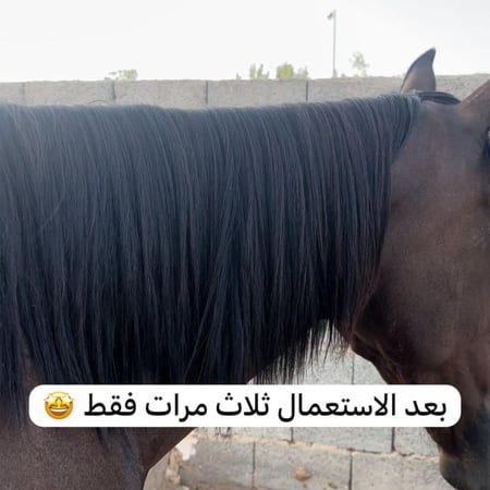 زيت R&g للخيل