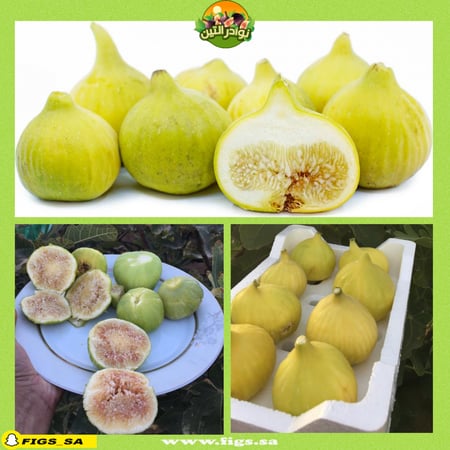 عقل تين ديانا