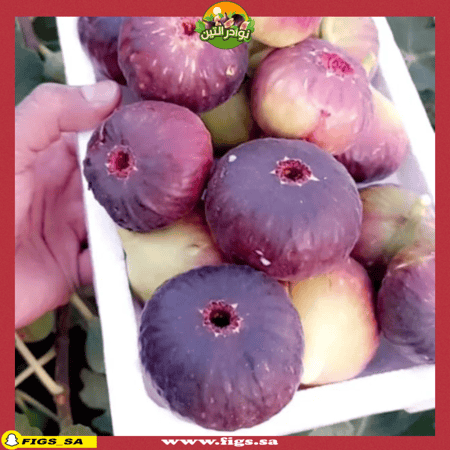 عقل تين براون تركي