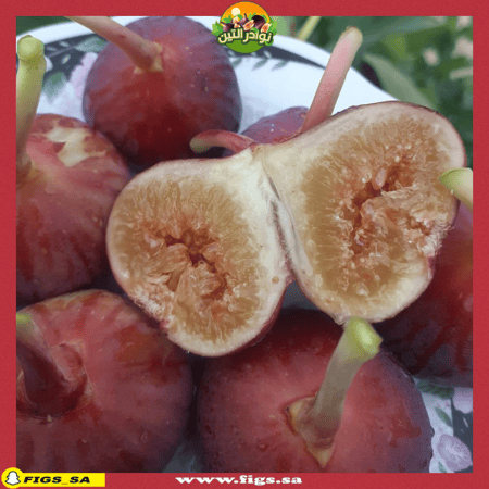 عقل تين كعب الغزال