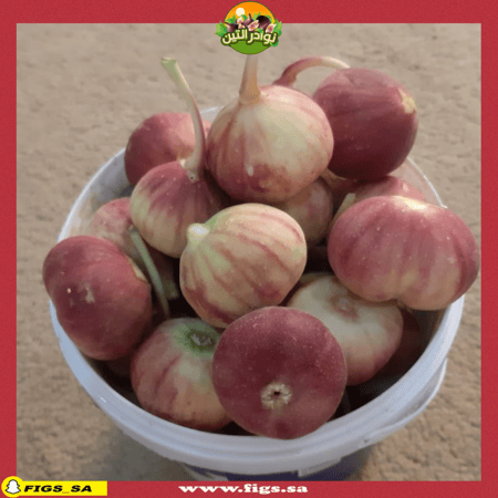 عقل تين كعب الغزال