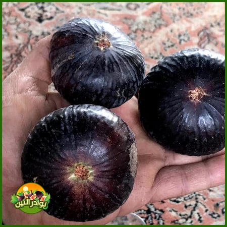 عقل تين منقاوي