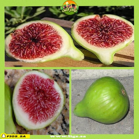 عقل تين ستروبري فيرت