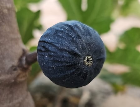 عقل تين بلاك ماديرا