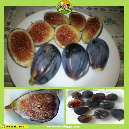 عقل تين بلاك مشن