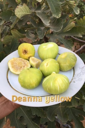 عقل تين ديانا