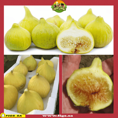 عقل تين ديانا