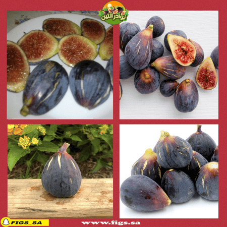 عقل تين بلاك مشن